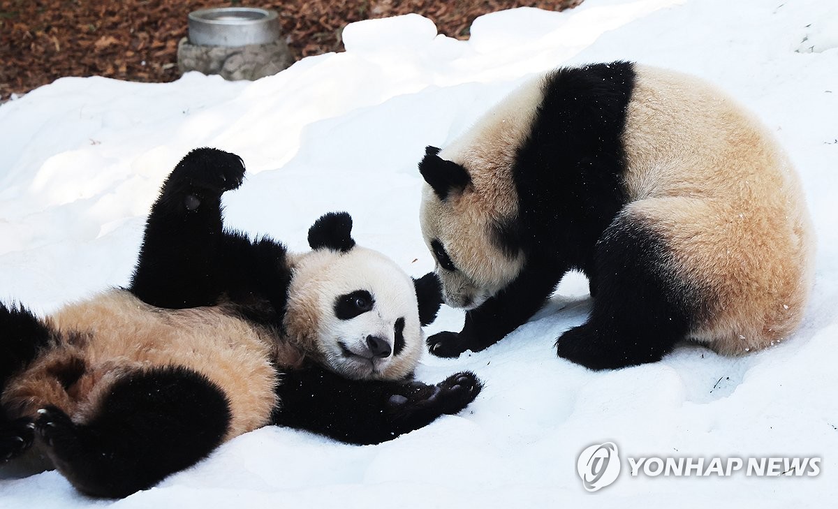 겨울이 즐거운 쌍둥이 판다